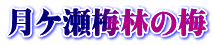 月ケ瀬梅林の梅